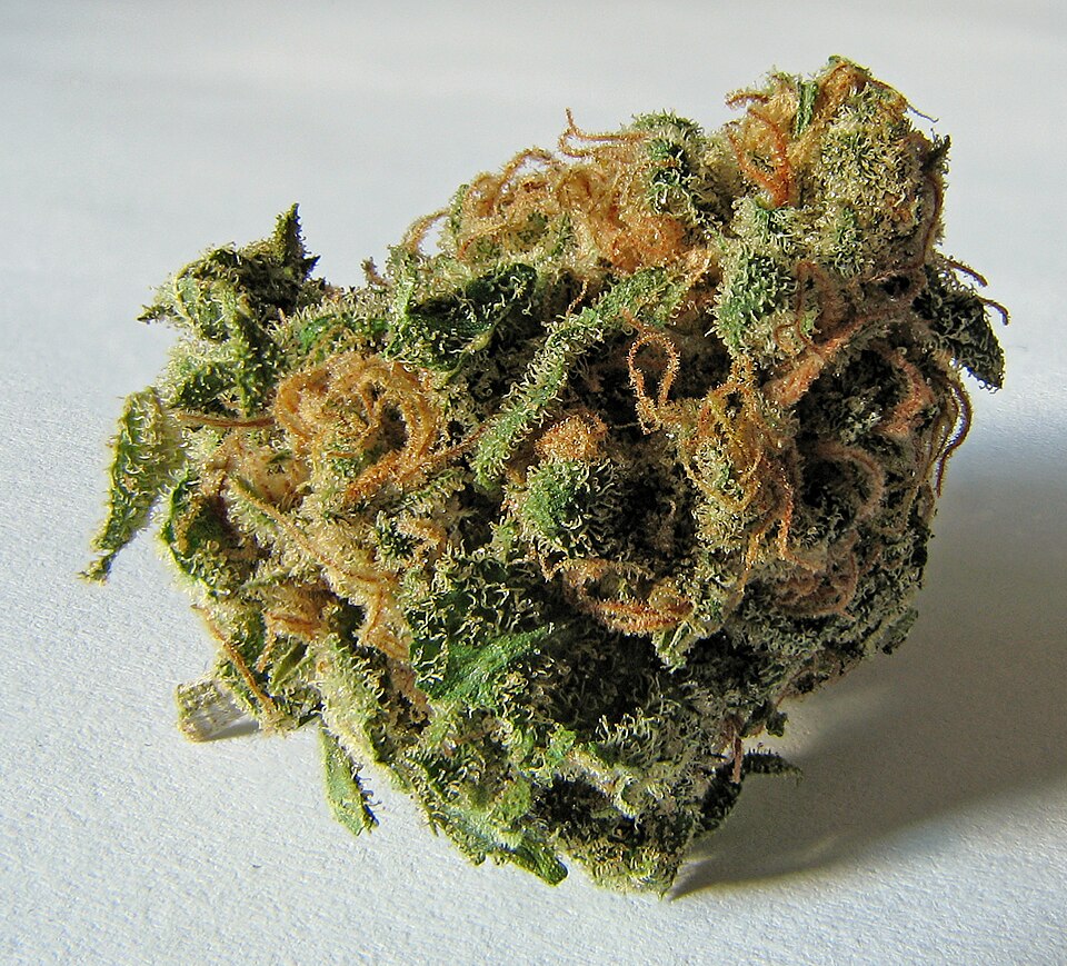 Critical Mango