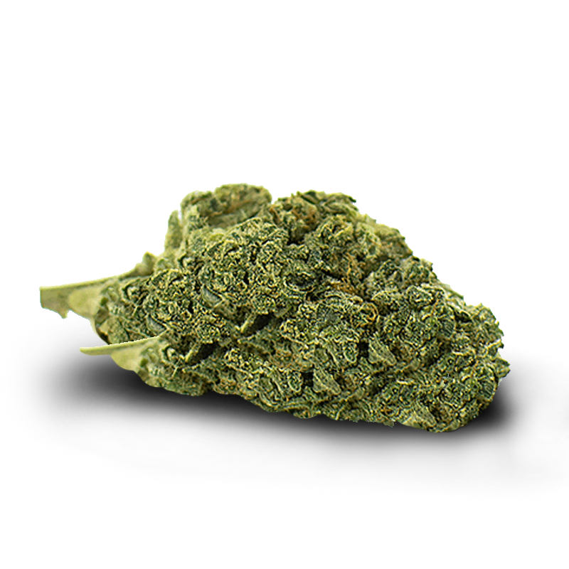 Amnesia Indoor