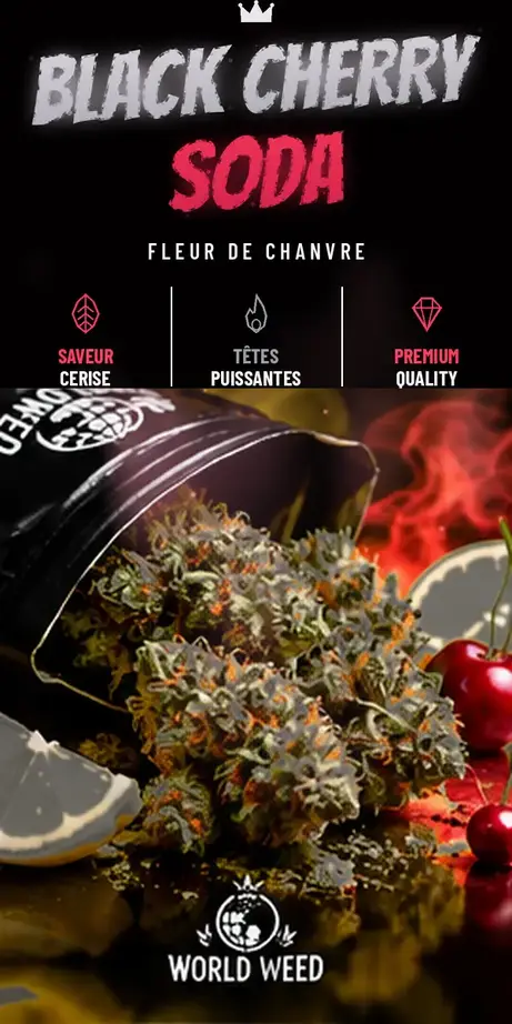 Black Cherry Soda — fleurs CBD WorldWeed