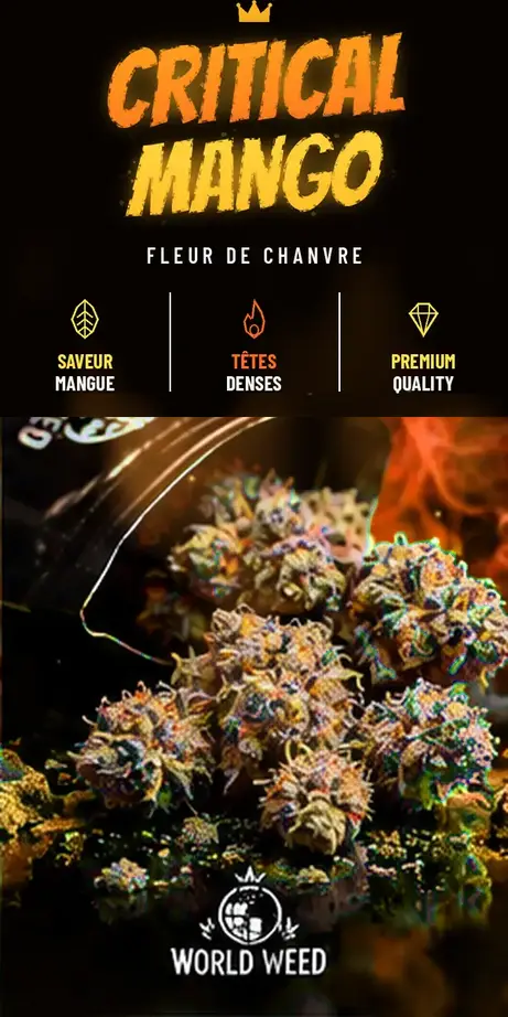 Critical Mango — fleurs CBD WorldWeed